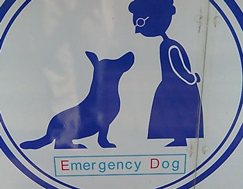 emergency dog